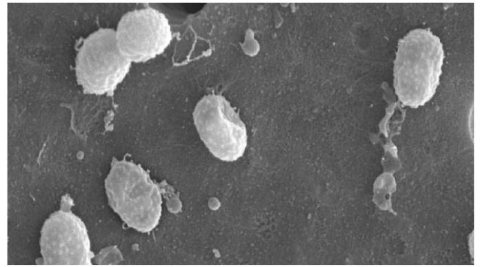 microb