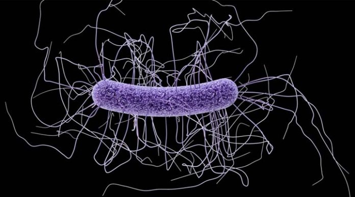 Clostridium Difficile