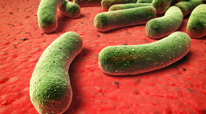 virus y bacterias