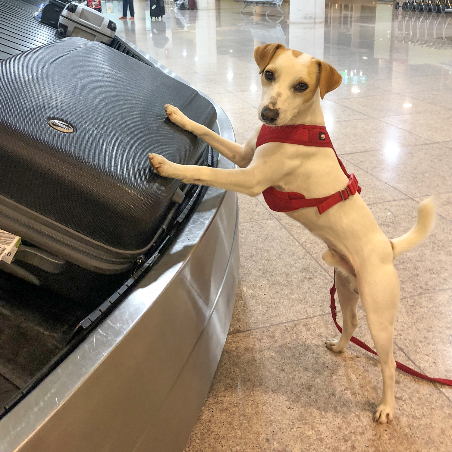 Pens S Viajar En Avi N Con Tu Mascota Todo Lo Que Debes Saber Portal Salud